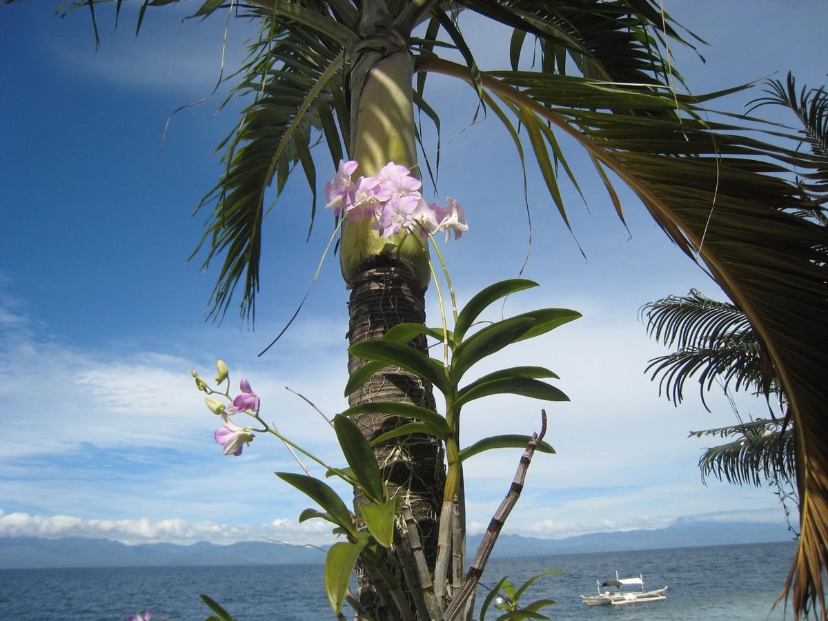 Oceanfront Paradise Resort Moalboal Exterior photo